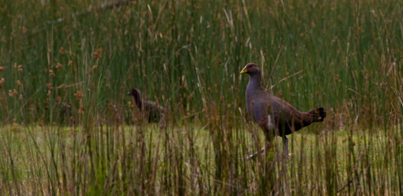 Tasmanian Native-Hen