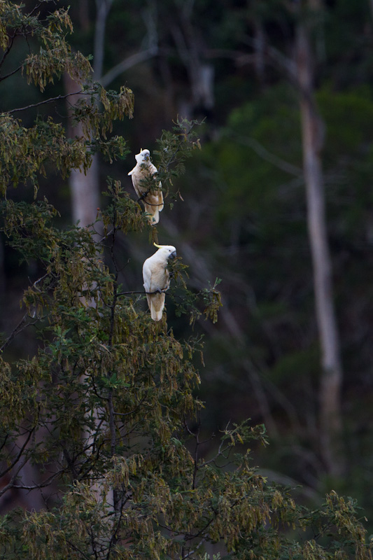 Sulphur-Crested Cockatoos In Tree