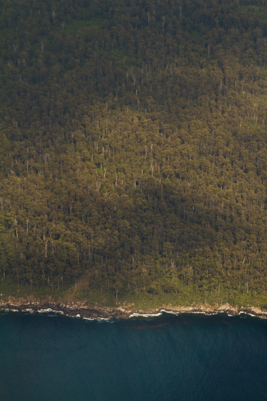 Forested Shore