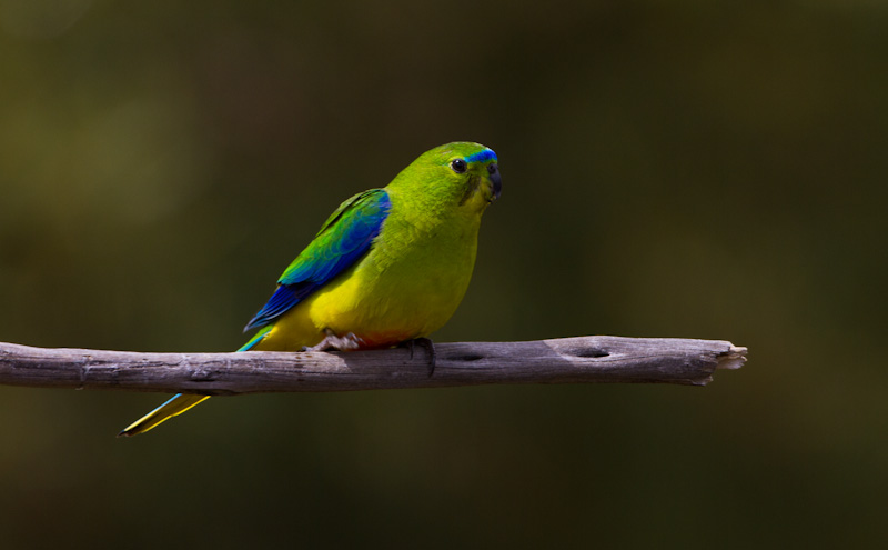 Orange-Bellied Parrot