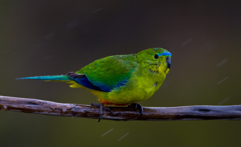 Orange-Bellied Parrot