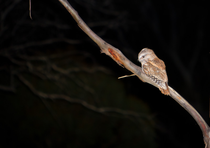 Tawny Frogmouth