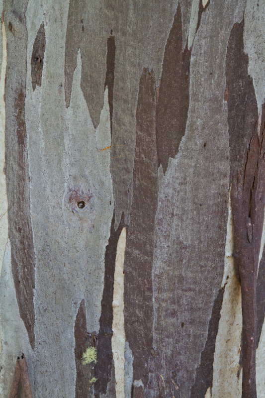 Bark Detail