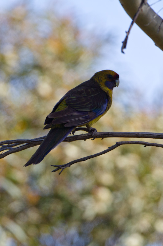 Green Rosella