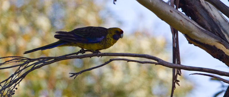 Green Rosella