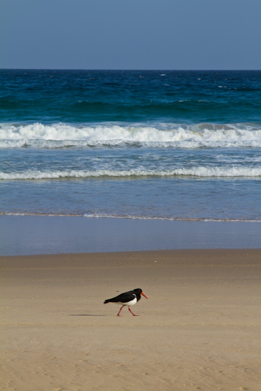 Pied Oystercatcher On Beach