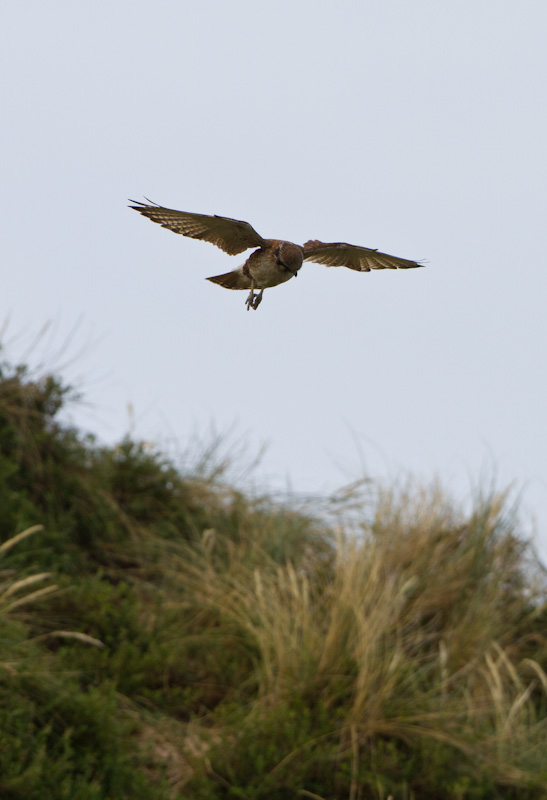 Nankeen Kestrel In Flight