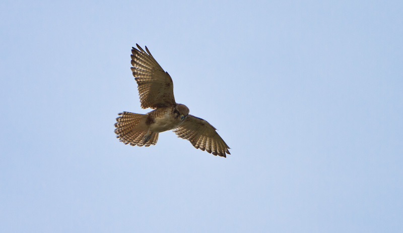 Nankeen Kestrel In Flight