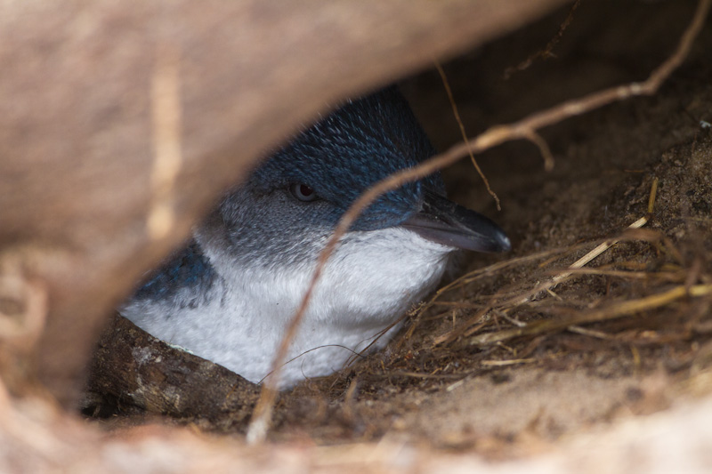 Little Penguin In Burrow