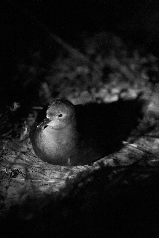 Short-Tailed Shearwater