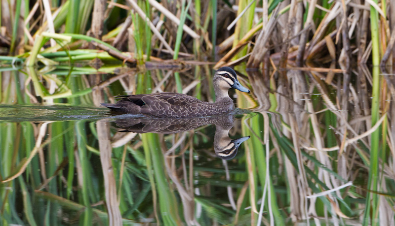 Pacific Black Duck