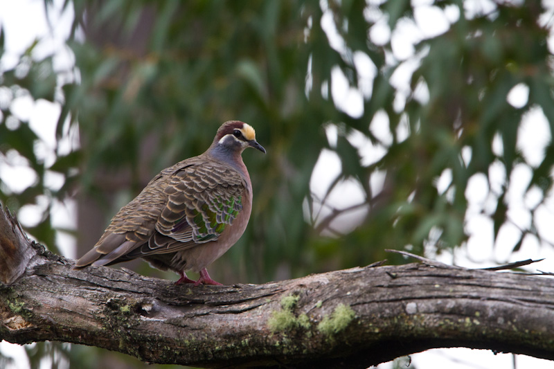 Common Bronzewing