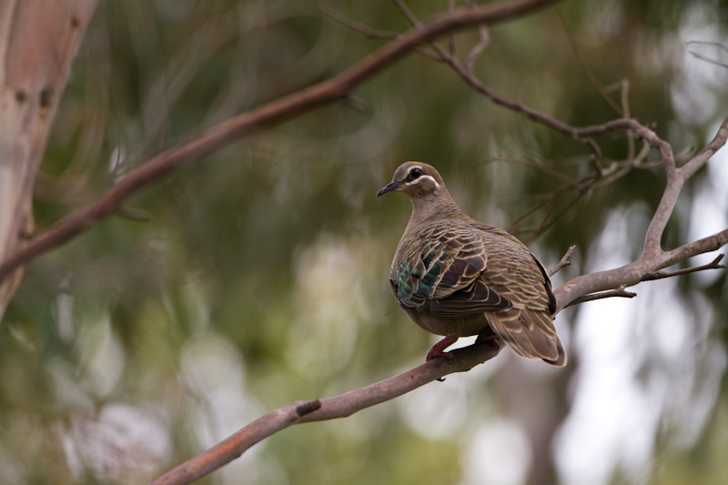 Common Bronzewing