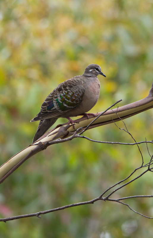 Common Bronzewing