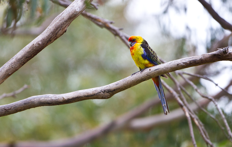 Green Rosella