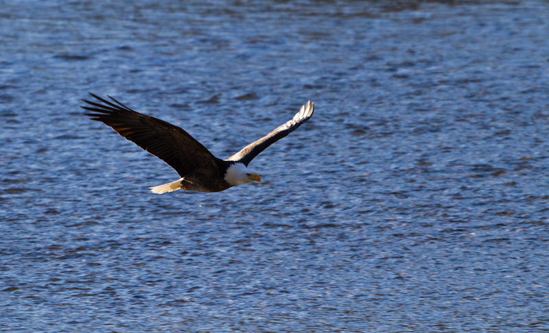 Bald Eagle In Flight