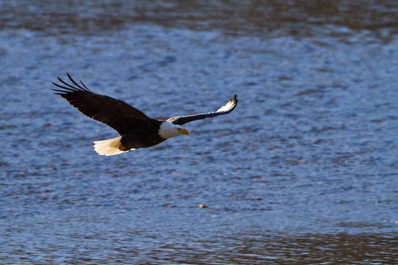 Bald Eagle In Flight