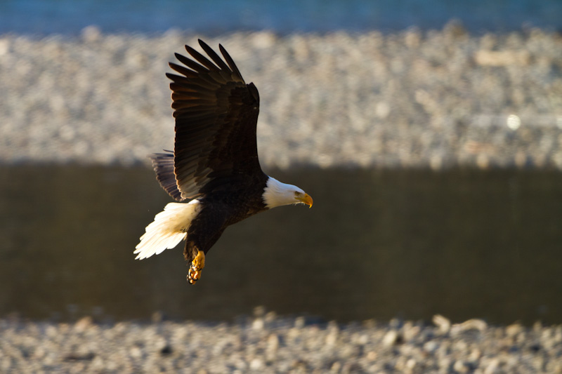 Bald Eagle In Flight