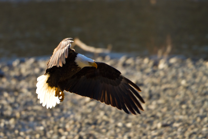 Bald Eagle In Flight