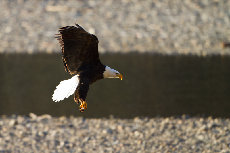 Bald Eagle In Flight