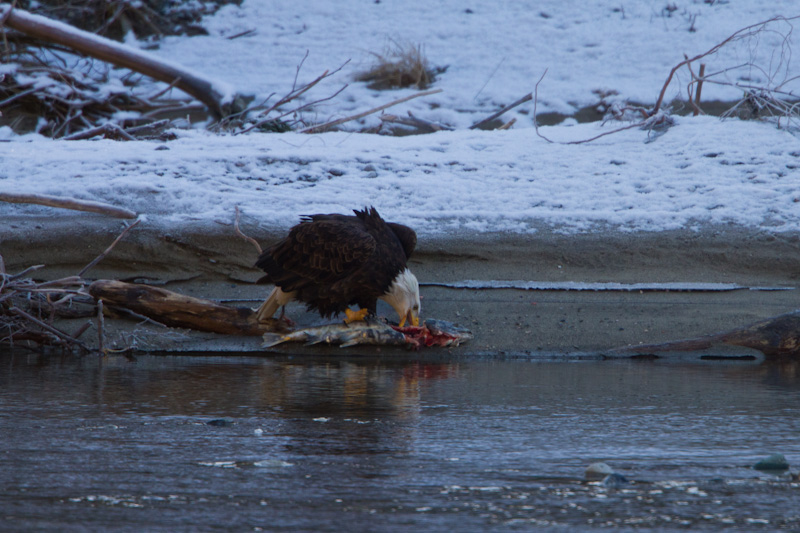 Bald Eagle Eating Salmon On Riverbank