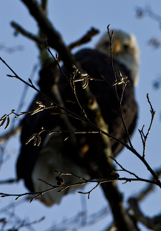 Bald Eagle