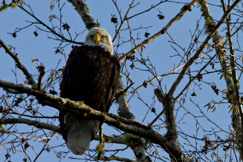 Bald Eagle