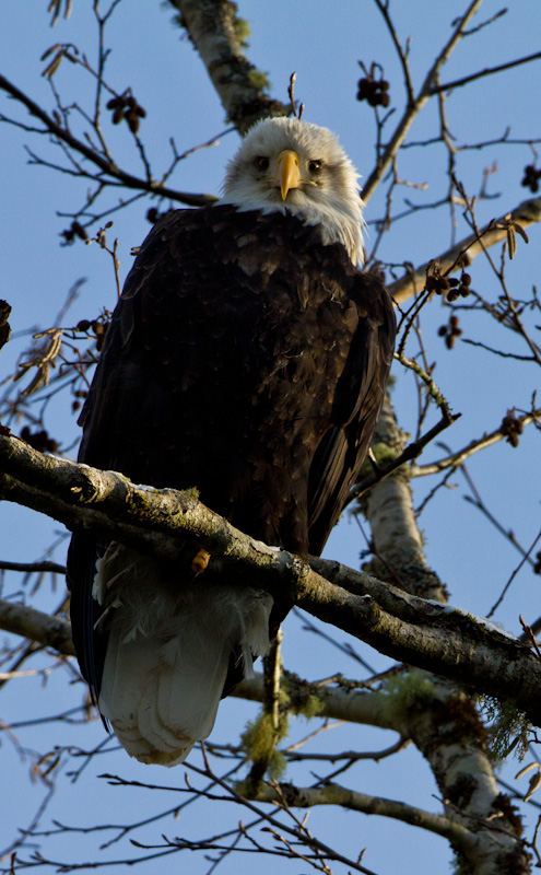 Bald Eagle