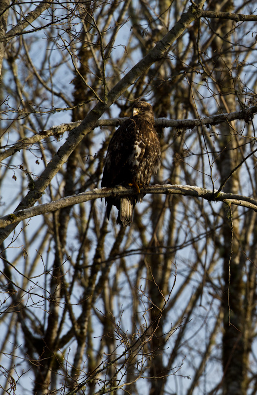 Juvenile Bald Eagle