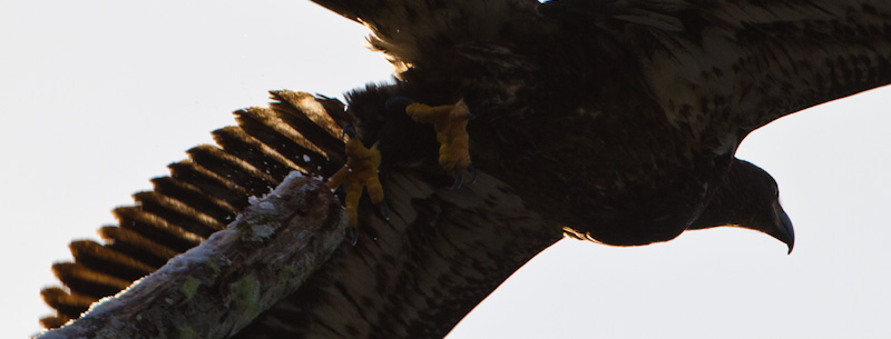 Juvenile Bald Eagle Taking Flight