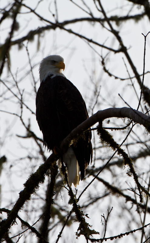 Bald Eagle