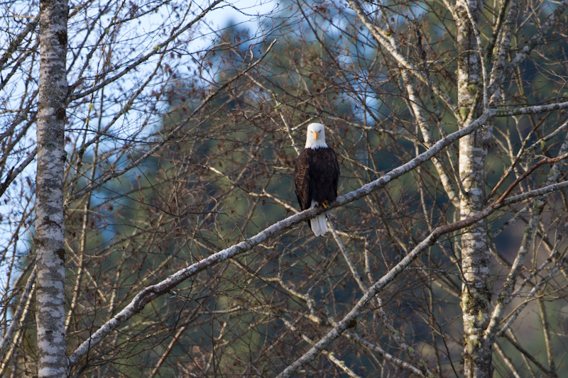 Bald Eagle