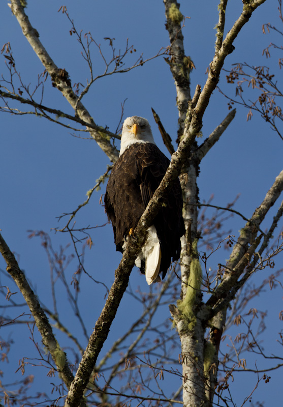 Bald Eagle