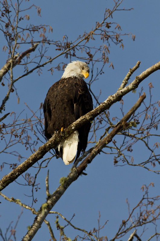 Bald Eagle