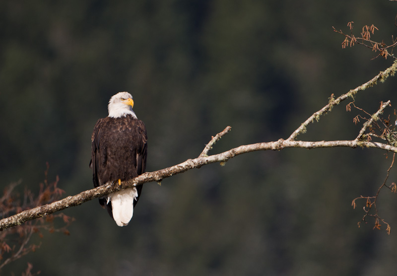 Bald Eagle