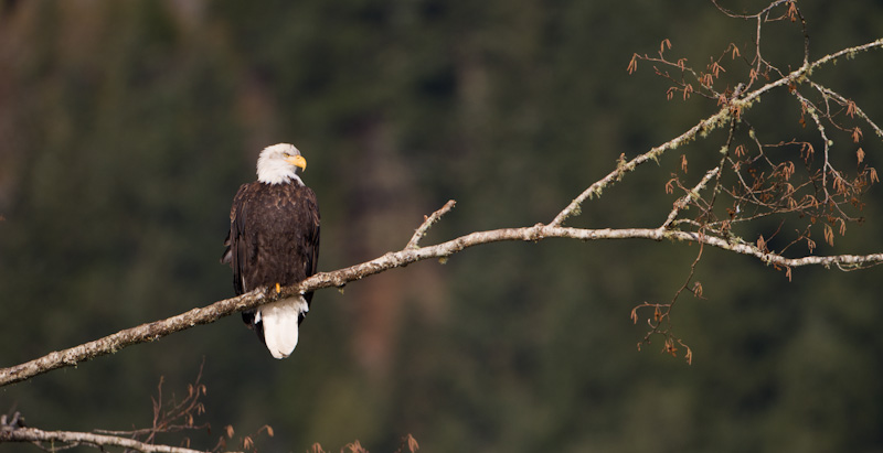 Bald Eagle