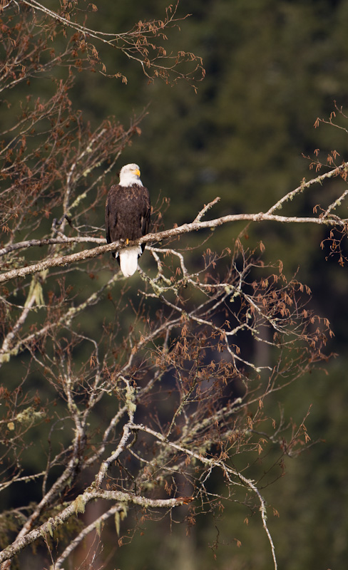 Bald Eagle