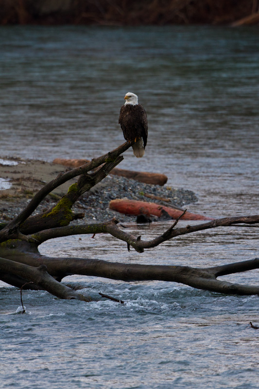 Bald Eagle On Snag In River