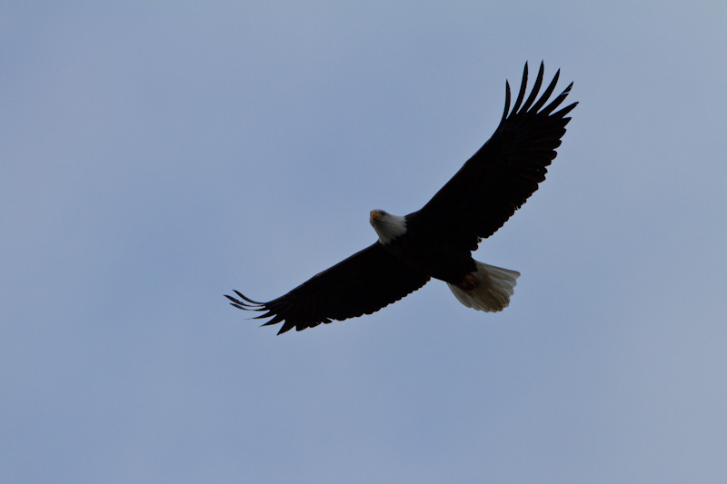 Bald Eagle In Flight