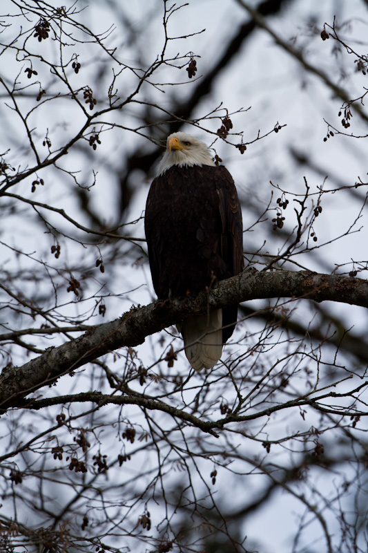 Bald Eagle