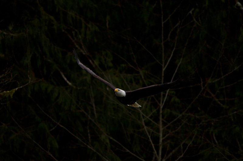 Bald Eagle In Flight