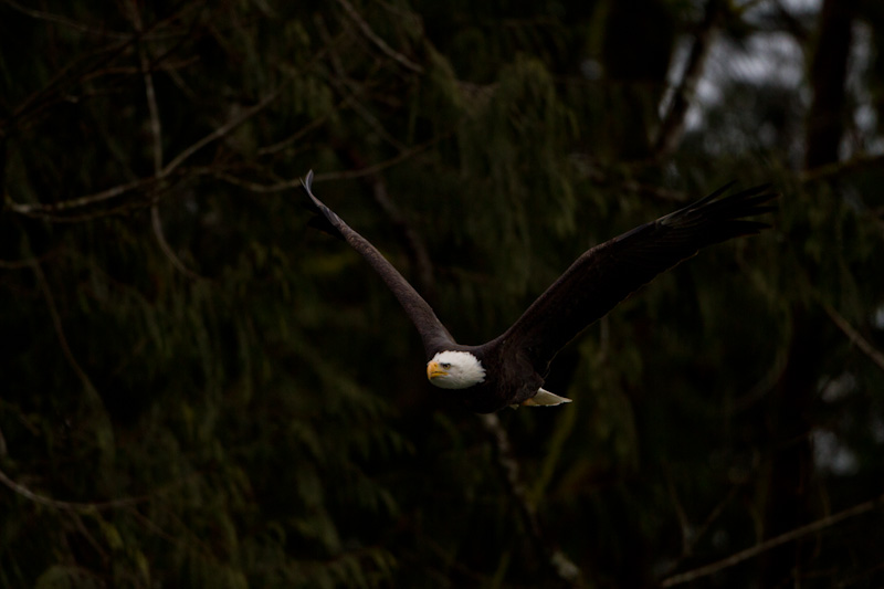 Bald Eagle In Flight