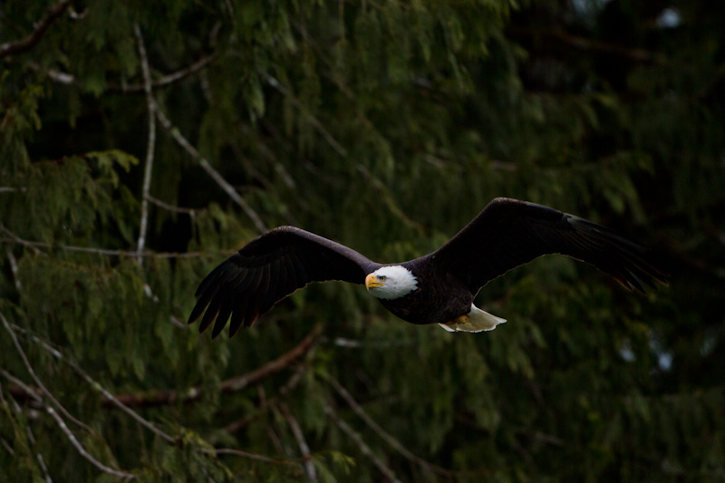 Bald Eagle In Flight