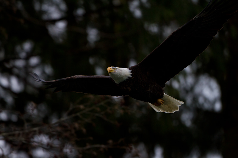 Bald Eagle In Flight