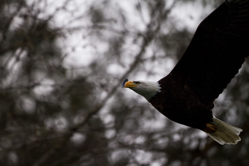 Bald Eagle In Flight