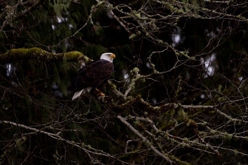 Bald Eagle