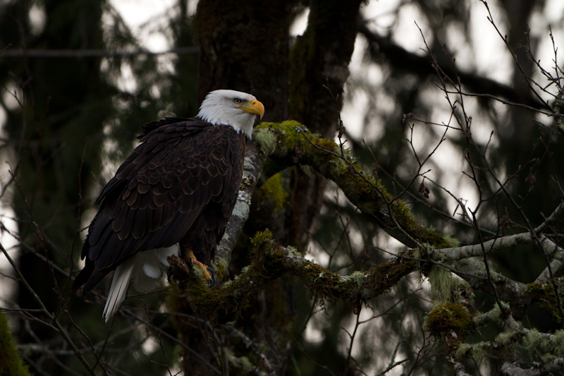 Bald Eagle