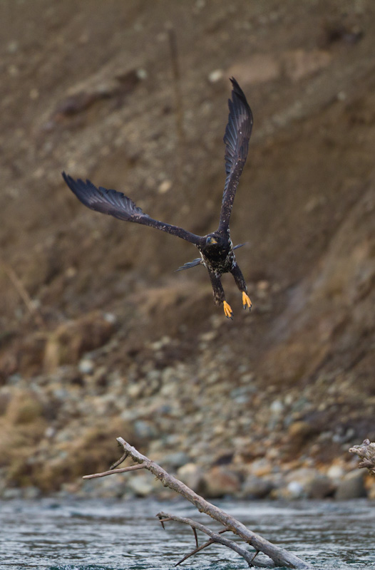 Bald Eagle In Flight