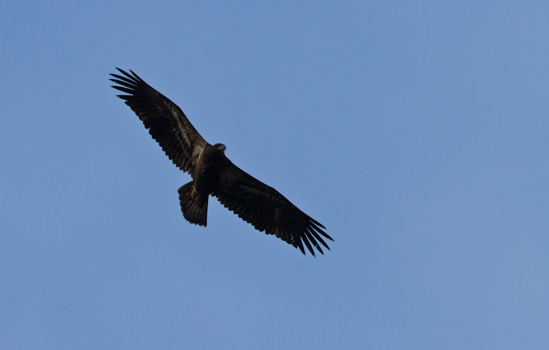 Bald Eagle In Flight