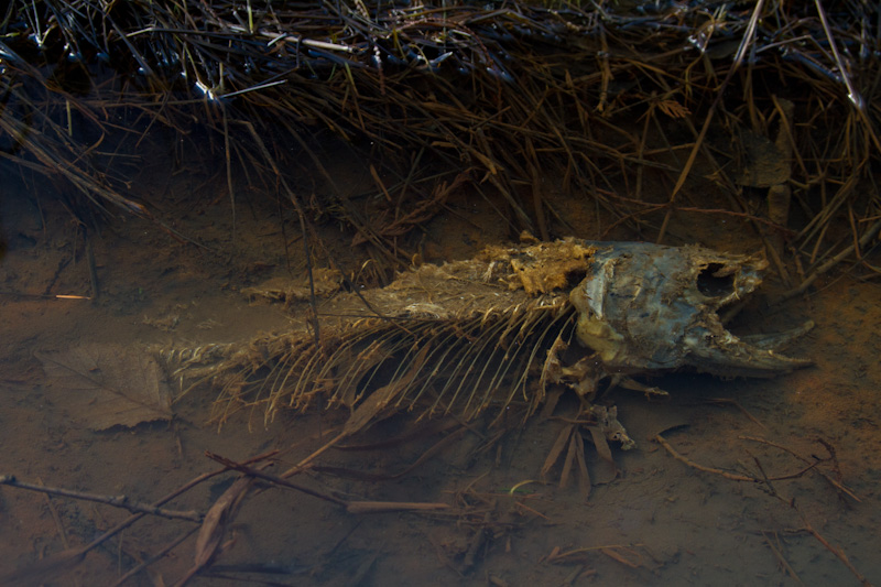 Salmon Carcass